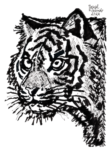 Cartoon: Tiger (medium) by Pascal Kirchmair tagged predator,raubkatze,predateur,felin,felino,fauve,predador,predatore,tiger,tigre,big,cat,cats,katzen,gatos,gatti,chats,illustration,ink,drawing,zeichnung,pascal,kirchmair,cartoon,caricature,karikatur,ilustracion,dibujo,desenho,ilustracao,illustrazione,illustratie,dessin,de,presse,tekening,teckning,cartum,vineta,comica,vignetta,caricatura,tusche,tuschezeichnung,portrait,retrato,porträt,ritratto,art,arte,kunst,artwork,modern,brut,predator,raubkatze,predateur,felin,felino,fauve,predador,predatore,tiger,tigre,big,cat,cats,katzen,gatos,gatti,chats,illustration,ink,drawing,zeichnung,pascal,kirchmair,cartoon,caricature,karikatur,ilustracion,dibujo,desenho,ilustracao,illustrazione,illustratie,dessin,de,presse,tekening,teckning,cartum,vineta,comica,vignetta,caricatura,tusche,tuschezeichnung,portrait,retrato,porträt,ritratto,art,arte,kunst,artwork,modern,brut