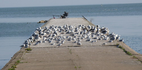 Cartoon: Packed birds (medium) by Kestutis tagged dada,photo,kestutis,lithuania,comic,nature,bird