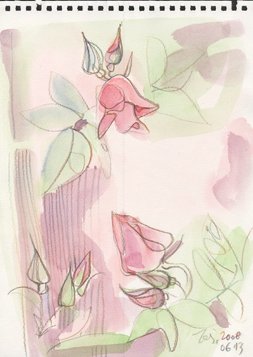 Cartoon: Roses (medium) by Kestutis tagged roses,sketch,nature,kestutis,siaulytis,lithuania