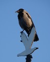 Cartoon: a crow in the plein-air (small) by Kestutis tagged crow,kestutis,lithuania