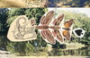 Cartoon: Autopostcard. Waterway Animal (small) by Kestutis tagged water,collage,butterfly,nature,animal,watercolor,art,kestutis,siaulytis,lithuania,kunst,wasser,aquarell