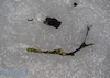 Cartoon: Ice inclusions (small) by Kestutis tagged ice,inclusions,spring,observagraphics,winter,kestutis,lithuania