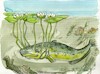 Cartoon: Mill Pond Catfish (small) by Kestutis tagged pond mill summer fish kestutis lithuania