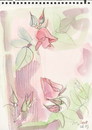 Cartoon: Roses (small) by Kestutis tagged roses sketch nature kestutis siaulytis lithuania