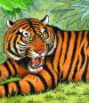 Cartoon: Tiger (small) by deleuran tagged tiger,cat,animals,zoo,jungle,wildlife,