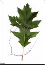 Cartoon: - (small) by to1mson tagged leaf,blatt,lisc,umwelt,srodowisko