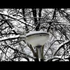 Cartoon: MH - It is Snowing! 8 (small) by MoArt Rotterdam tagged tags rotterdam snow sneeuw snowfever sneeuwkoorts trees bomen whitenature ondergesneeuwd frozen bevroren cold koud winter lantaarnpaal lamppost