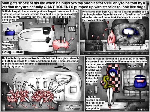 Cartoon: ferret poodle (medium) by bob schroeder tagged bargain,fraud,ferret,toy,poodle,steroids,dog,vet
