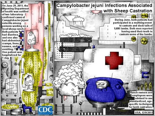 Cartoon: sheep castration (medium) by bob schroeder tagged infection,person,laboratory,diarrhea,patient,nausea,fever,teeth,lamb,vomit,castration,ranch,sheep