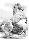 Cartoon: White horse. (small) by Cartoonarcadio tagged horse animals nature farm countryside