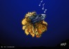 Cartoon: Cool fishy whistling a tune (small) by tonyp tagged arp fish water friends party people