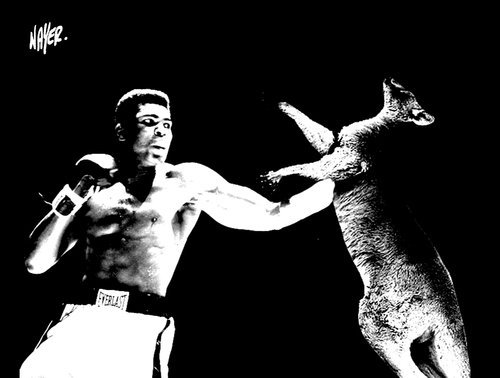 Cartoon: Muhammad Ali is boxing (medium) by Nayer tagged boxing,sport,kangaroo,muhammad,ali,cassius,marcellus,clay,usa,america
