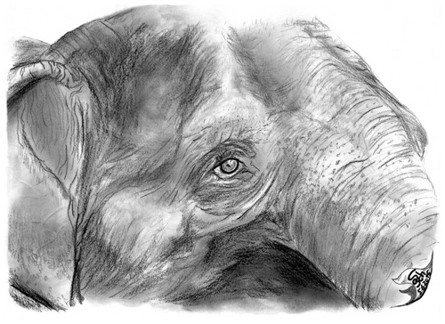 Cartoon: Asia Eye (medium) by swenson tagged auge,eye,asia,asiatisch,asien,elefant,elephant,animal,tier,animals
