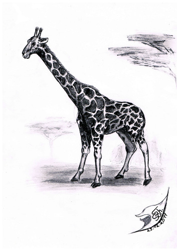 Cartoon: Giraffa camelopardalis (medium) by swenson tagged tier,giraffe,animal,africa,afrika,animals,tiere