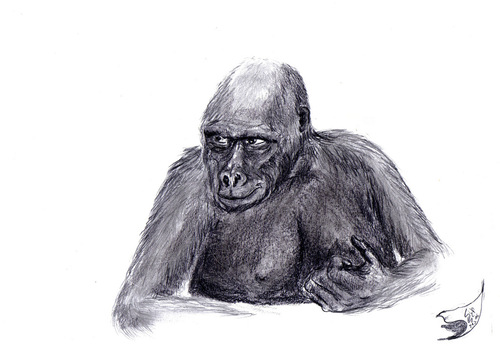 Cartoon: Gorilla (medium) by swenson tagged gorilla,ape,affe,tier,animal