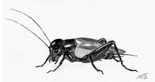 Cartoon: Gryllus bimaculatus (medium) by swenson tagged animals,criket,grille,insect,insekt