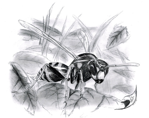 Cartoon: Polistes biglumis (medium) by swenson tagged tier,animal,insect,insekt,wespe