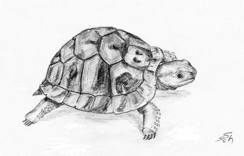 Cartoon: Testudo hermanni (medium) by swenson tagged turtle,schildkröte,animals