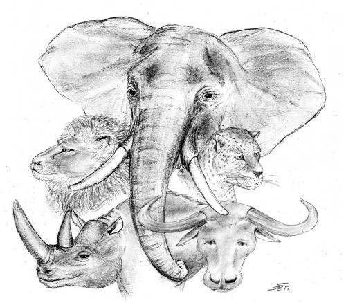 Cartoon: The Big 5 (medium) by swenson tagged animals,afrika,lion,africa,elephant,elefant,rihno