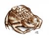 Cartoon: Bufo bufo (small) by swenson tagged amphieb kröte animals