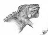 Cartoon: Iguana iguana (small) by swenson tagged animals animal reptil reptilien echse dragon leguan iguana