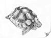 Cartoon: Testudo marginata (small) by swenson tagged turtel,animal,animals,schildkröte,reptil,panzer,tank