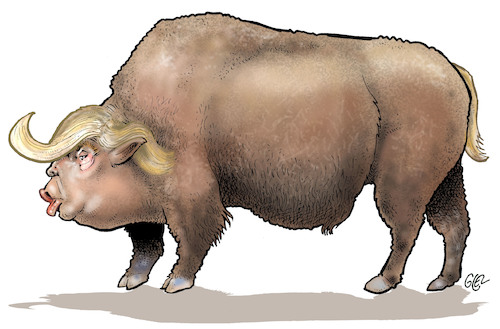 American bison