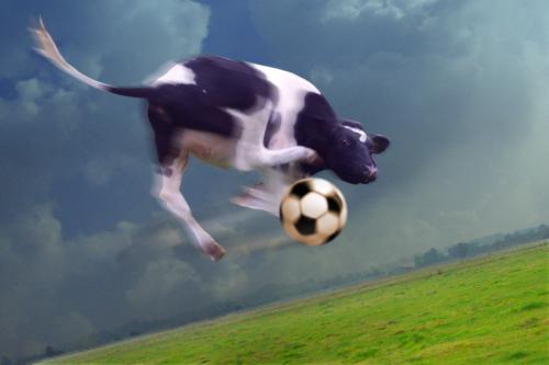 Cartoon: Jumping Cow (medium) by salinos tagged fußball,football,soccer,cow,salinoscartoon,salinos,jump,crazy