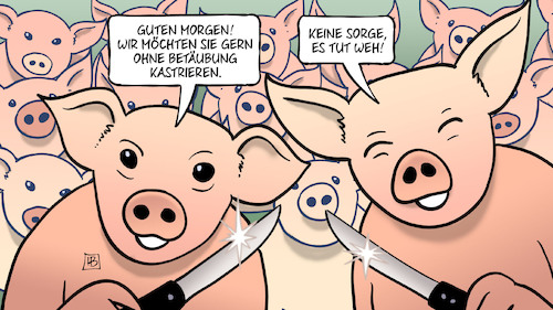 Cartoon: Ferkel (medium) by Harm Bengen tagged ferkel,kastration,ohne,betäubung,kastrieren,schmerzen,schweinehaltung,zucht,massentierhaltung,landwirtschaft,harm,bengen,cartoon,karikatur,ferkel,kastration,ohne,betäubung,kastrieren,schmerzen,schweinehaltung,zucht,massentierhaltung,landwirtschaft,harm,bengen,cartoon,karikatur