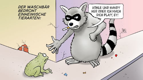 Cartoon: Waschbär (medium) by Harm Bengen tagged waschbär,bedrohte,einheimische,tierarten,kohle,handy,gangster,raub,harm,bengen,cartoon,karikatur,waschbär,bedrohte,einheimische,tierarten,kohle,handy,gangster,raub,harm,bengen,cartoon,karikatur