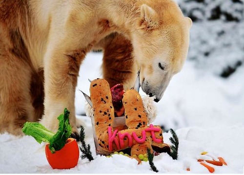 Cartoon: 4th Birthday of polar bear Knut (medium) by 6aus49 tagged berlin,zoo,bear,polar,knut