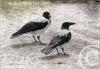 Cartoon: Two crowes (small) by Ingemar tagged birds,crow,art,watercolor