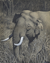 Cartoon: Indian Elephant (small) by Gocha Dzaganashvili tagged indian,elephant,gocha,dzaganashvili,enimal,painting,art