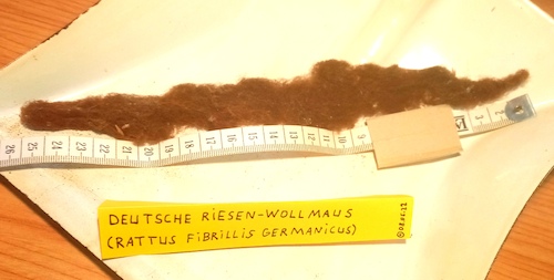 Cartoon: Riesen-Wollmaus (medium) by Müller tagged wollmaus,frühjahrsputz