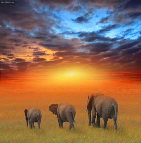 Cartoon: The Future is Bright (medium) by BenHeine tagged kenya,elephants,ben,heine,wild,red,orange,big,five,animal,africa,savane,safari,family,walk,the,future,is,bright,hubert,lebizay,nature,photo,texture,sky,colours,warm,hot,chaleur,size,father,mother,child,grass,herbes,gazon,horizon,clouds,yellow