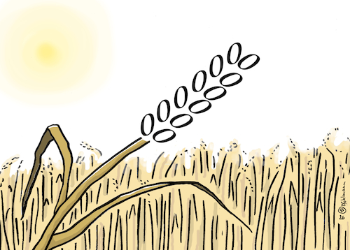 Cartoon: Null-Weizen (medium) by Pfohlmann tagged ernteausfall,weizen,getreide,landwirtschaft,ernährung,null,essen,lebensmittel,ähre,acker,feld,hitzewelle,klimakrise,trockenheit,dürre,ernteausfall,weizen,getreide,landwirtschaft,ernährung,null,essen,lebensmittel,ähre,acker,feld,hitzewelle,klimakrise,trockenheit,dürre
