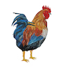 Cartoon: Hahn Huhn (small) by sabine voigt tagged hahn,huhn,eier,tiere,zucht,legebatterie,nahrung,essen,bauernhof,ökologie