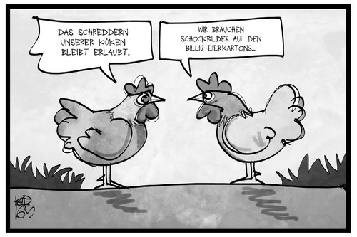 Küken schreddern