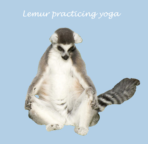 Cartoon: Lemur practicing yoga (medium) by azamponi tagged madagascar,nature,yoga,animals