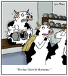 Cartoon: Bovine Growth Hormone (small) by Humoresque tagged cow,cows,cattle,bgh,bovine,growth,hormone,hormones,dairy,farmer,farmers,farm,farms,additives,organic,organics,beef,meat,meats,milk,production,product,products,health,toxin,toxins,steroid,steroids,bodybuilder,bodybuilders,drug,drugs,monsanto