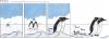 Cartoon: POLE Strip No. 4 (small) by Penguin_guy tagged penguins,pinguine,pets,tiere,animals,familie,family,wedding,hochzeit,honeymoon,flitterwochen