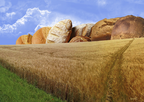 Cartoon: mountains of bread (medium) by Medi Belortaja tagged food,field,area,wheat,mountains,breads,bread