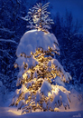 Cartoon: Lady Christmas Tree (small) by Medi Belortaja tagged lady,christmas,tree,merry,snow,holydays,spruce