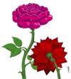 Cartoon: passional roses (small) by Medi Belortaja tagged passional,roses,rose,kiss,love,lovers,valentines,day