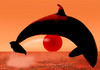 Cartoon: sunset (small) by Medi Belortaja tagged sunset,whales,orca