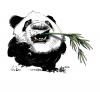 Cartoon: China Panda (small) by halltoons tagged panda,china,bamboo,bear