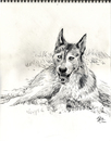 Cartoon: Husky Sketch (small) by halltoons tagged dog,dogs,husky,snow,pencil,drawing,sketch