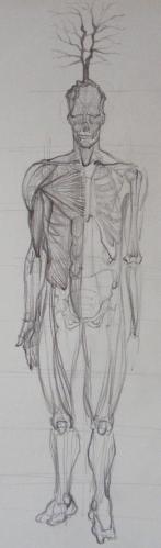 Cartoon: anatomy study whit tree (medium) by gianlucasanvido tagged man,anatomy,tree,