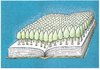 Cartoon: forest and book (small) by ercan baysal tagged book forest tree culture exlibris humour kitap literature cartoon art ercanbaysal education