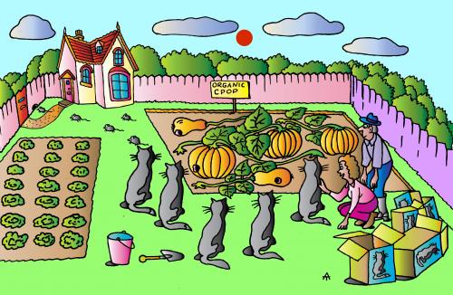 Cartoon: Cats In Garden (medium) by Alexei Talimonov tagged garden,cats,mice,pets